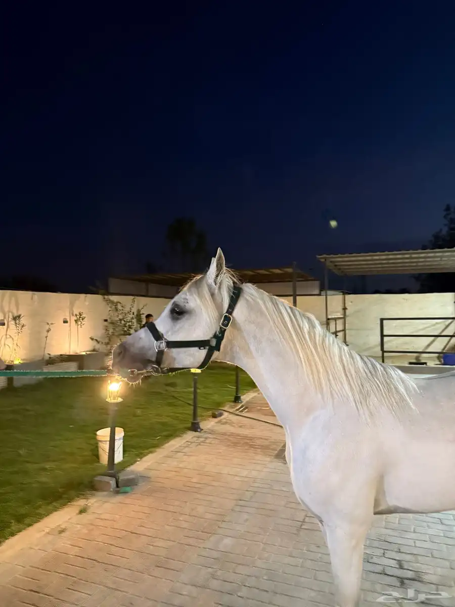 للبيع حصان مصري سليم   العمر من اربع الى خمس الحد 8000 1