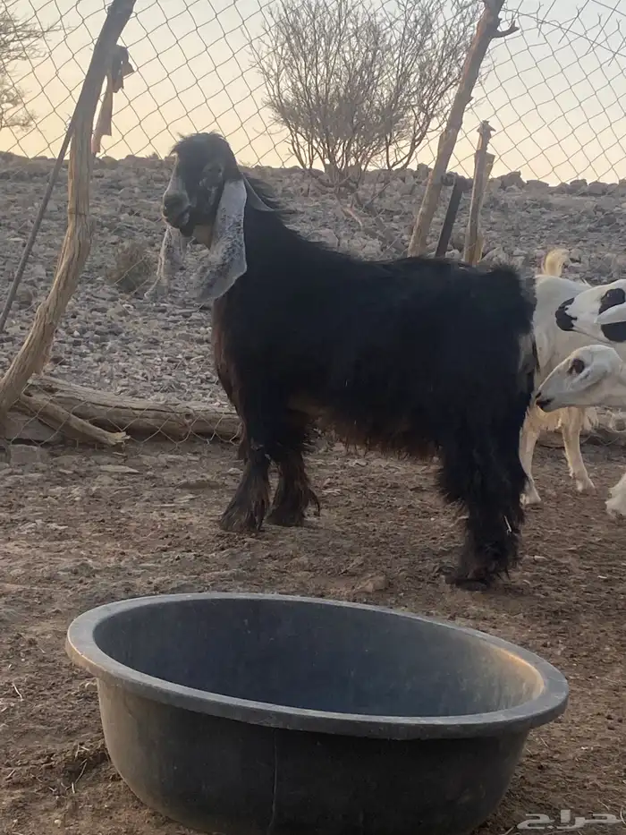 تيس جذع مشروط حار 6