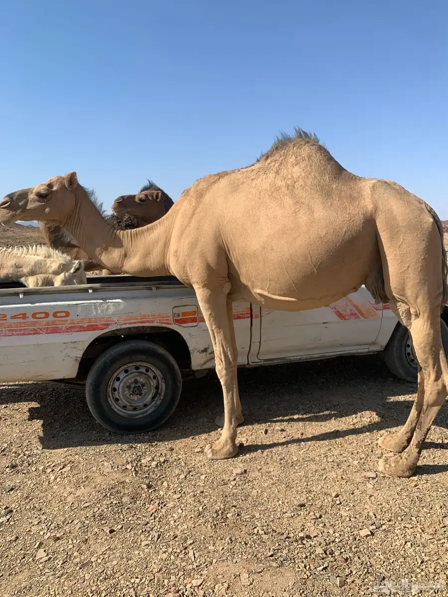 القحه حمرا طيبه للبيع ب7000 index