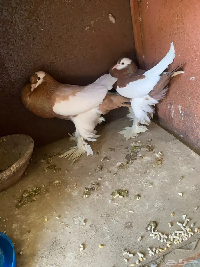 حمام نفاخ 3 أزواج 5