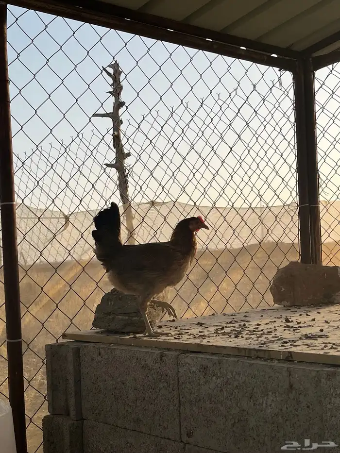 ديك و دجاجتين 2