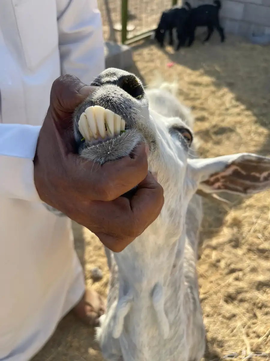 عنز مصريه صنف تحتها 2 جفره وتيس 8