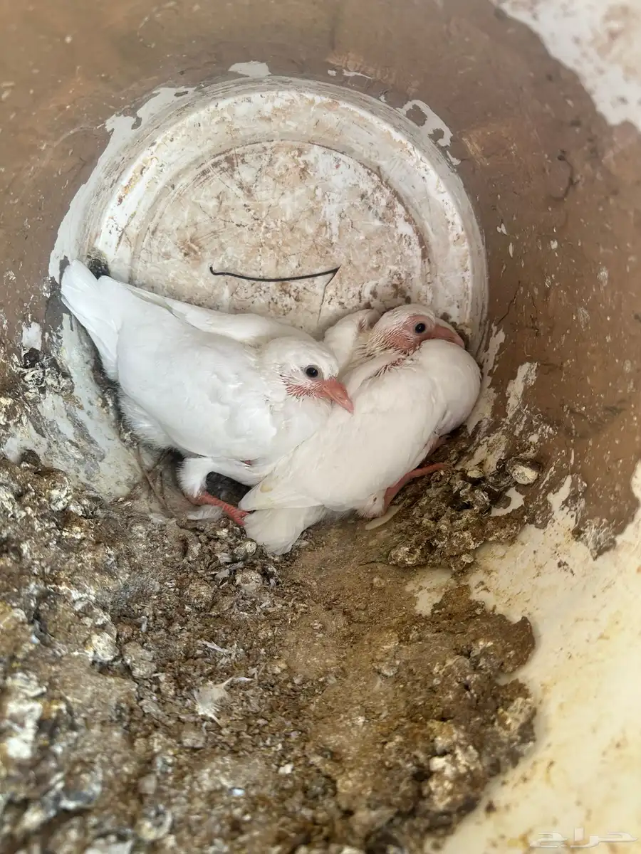 حمام فرنسي احجام كبيره 1