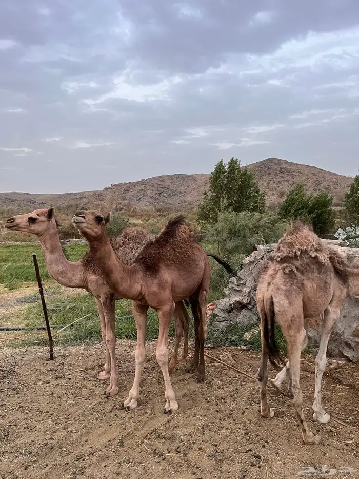 قعودين وبكره 5
