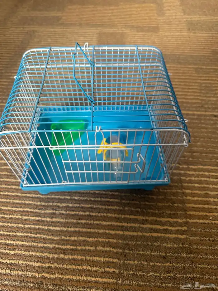 حيوانات أليفة هامستر 17