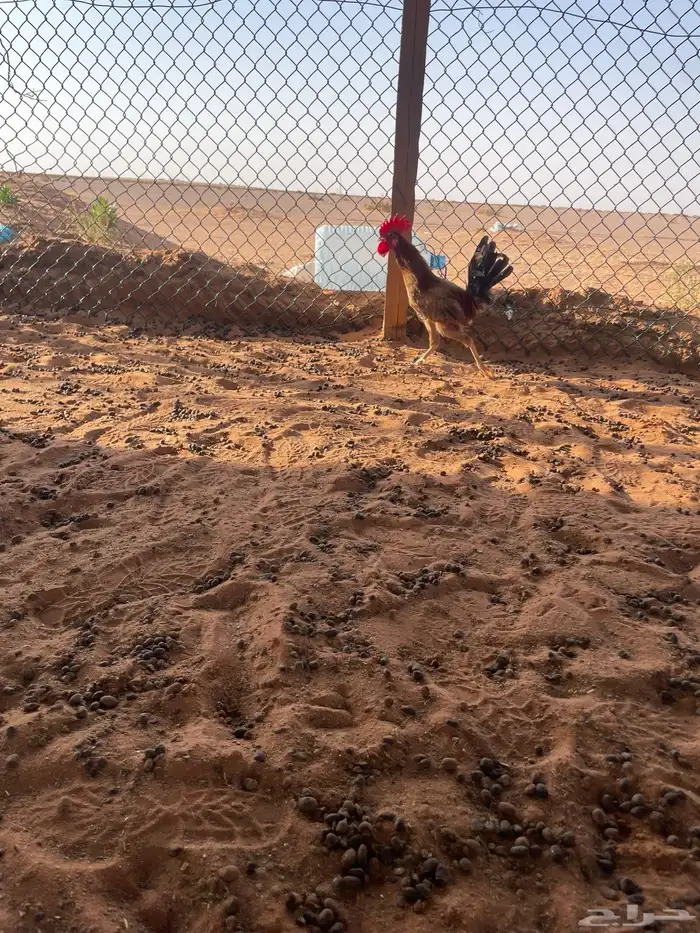 ديك بلدي 2