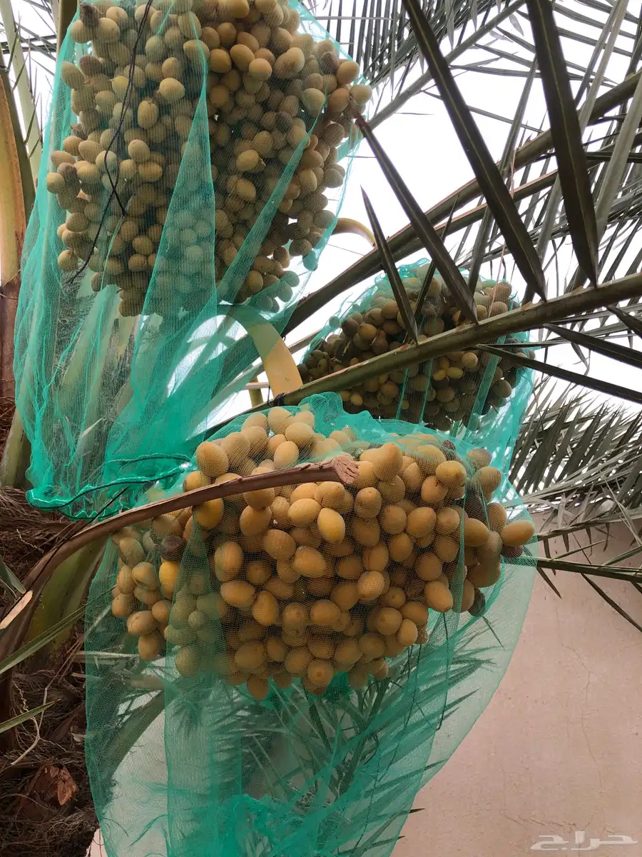 تمر برحي للبيع افضل تمر للبيع 0