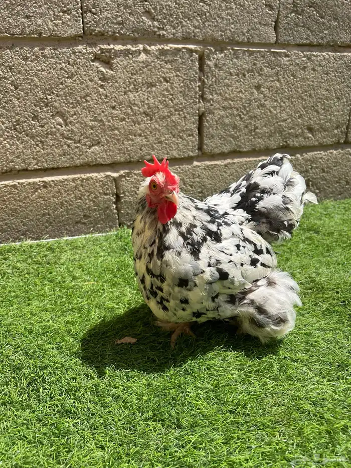 انثى دجاج كوشن قزم 3