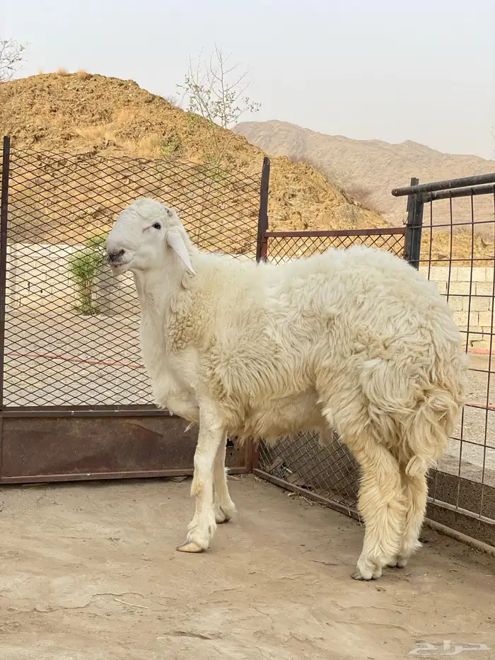 مشروع فحل حري العمر 8 شهور 2