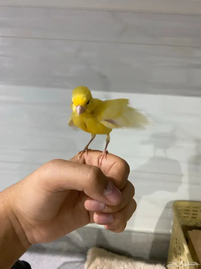 فرخ كناري و اليف و هدد تخلي و اقبل البدل تم البيع 3