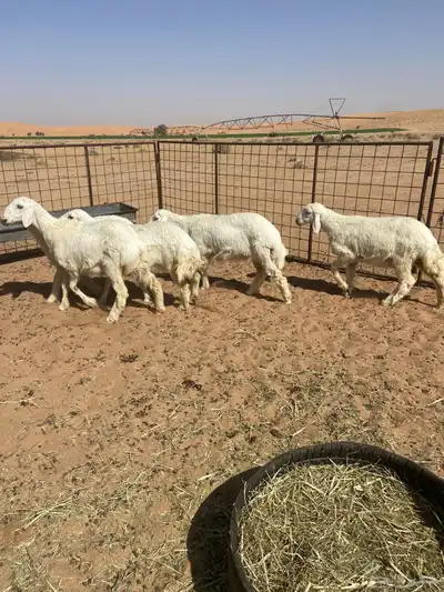 رخال حريه ( تم البيع ) 6