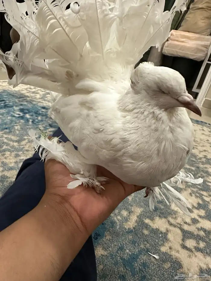 شماسي ( كفيفه ) 1