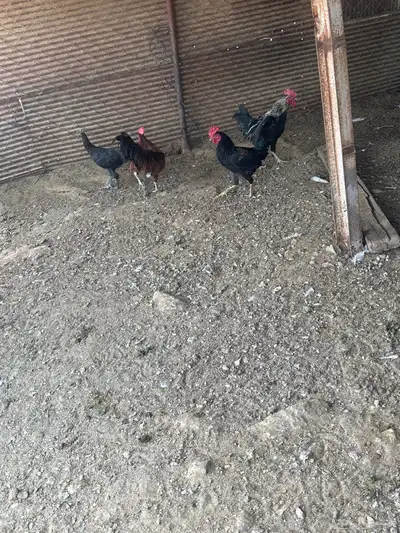 دجاج 3 ديكه ودجاجه 2
