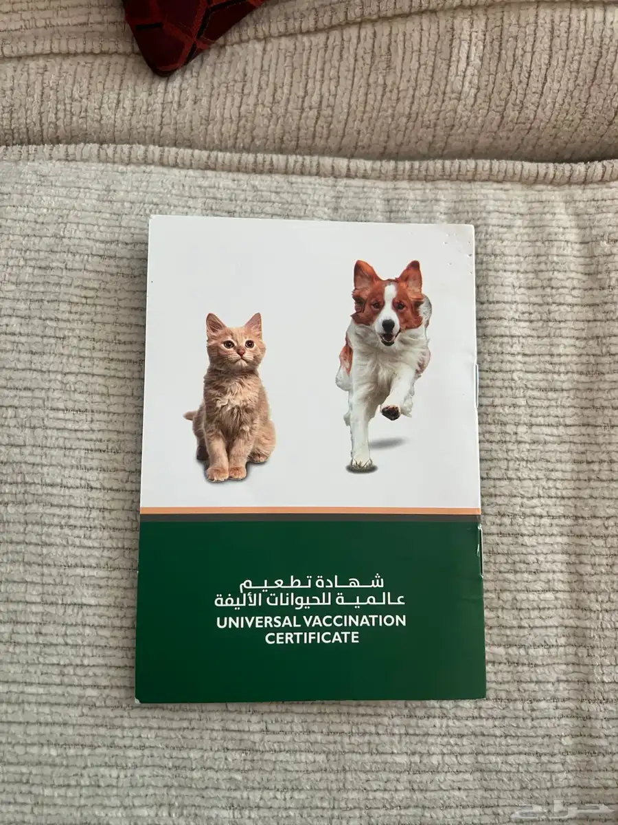كلب بومرينيان للبيع index