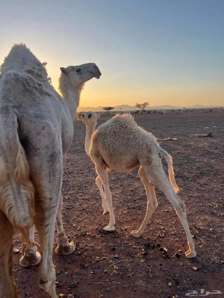نياق ابل وضح ذود للبيع 8