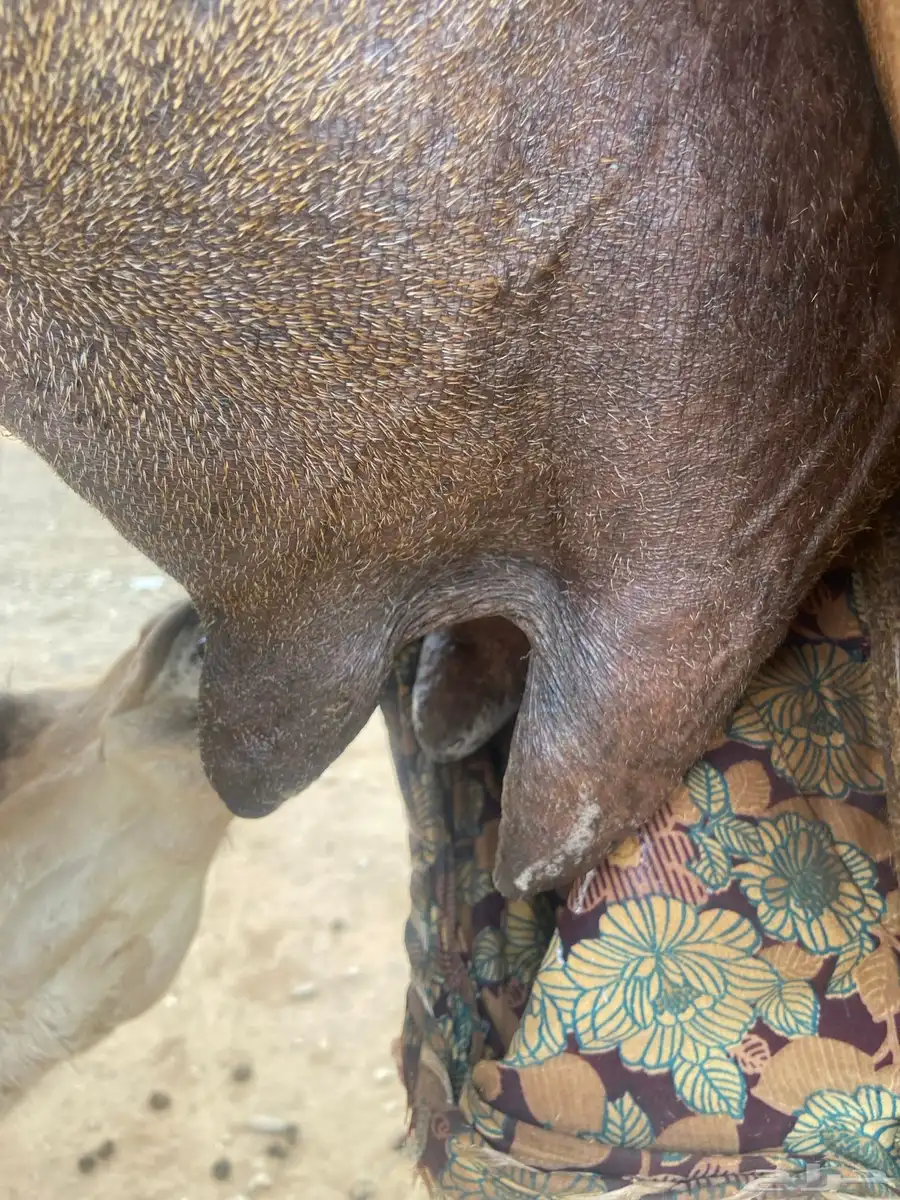 ناقة اركيه خلفه تحتها بكره 2