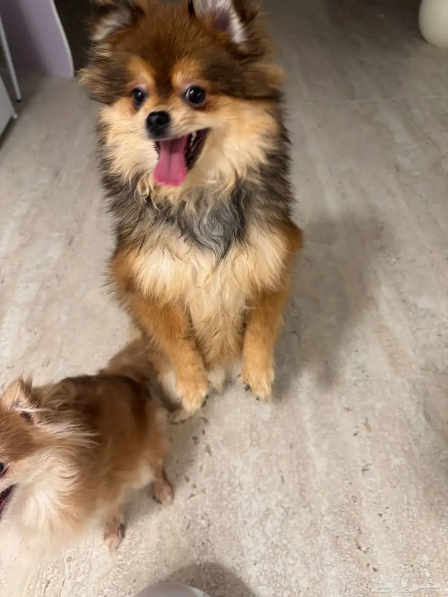 بومرينيان Pomeranian index