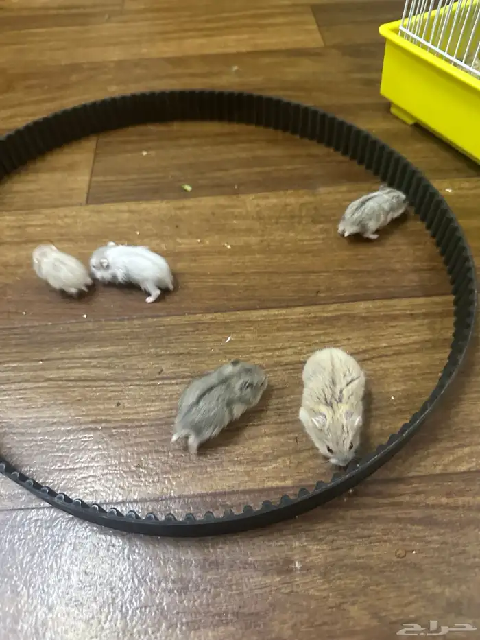 حيوانات أليفة هامستر 14