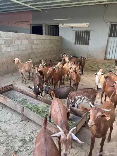 عنقان من مواليد الحلال للبيع 1