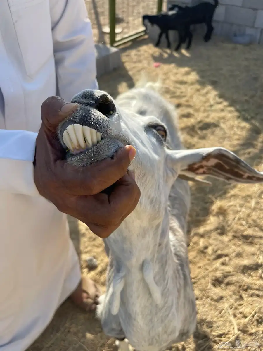 عنز مصريه صنف تحتها 2 جفره وتيس 9
