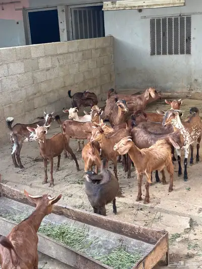 عنقان من مواليد الحلال للبيع 4