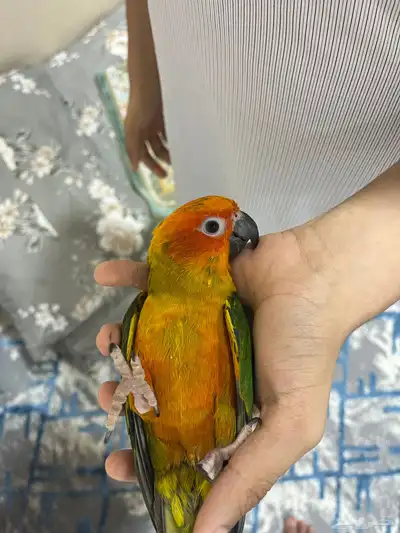ببغاء صن كنيور 5
