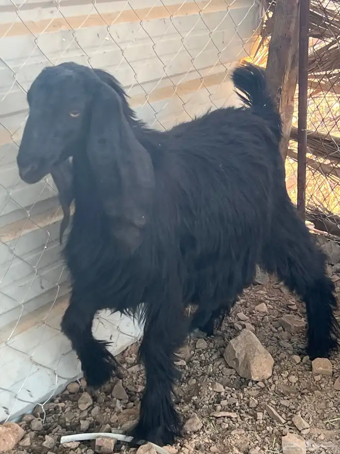 جفره طيبه 1