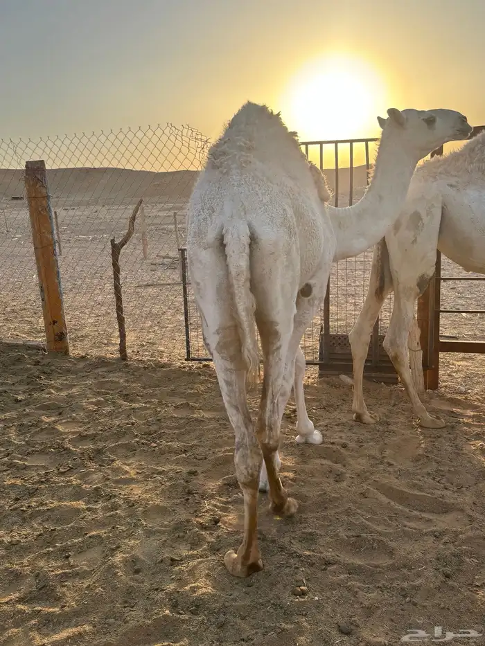 بكره مفروده سمين مغلقه 0