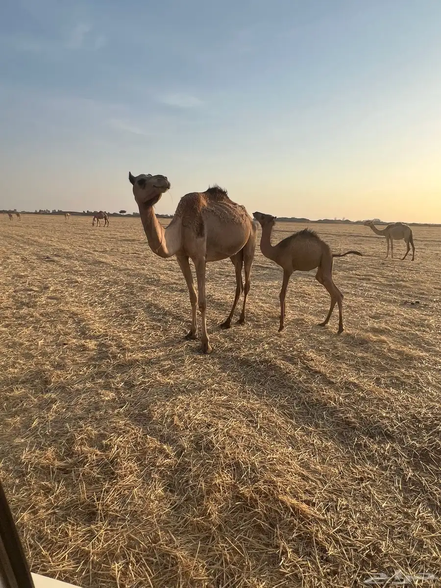 ناقه مهجنه خلفه من نياق الموسى وسابق في يده 2