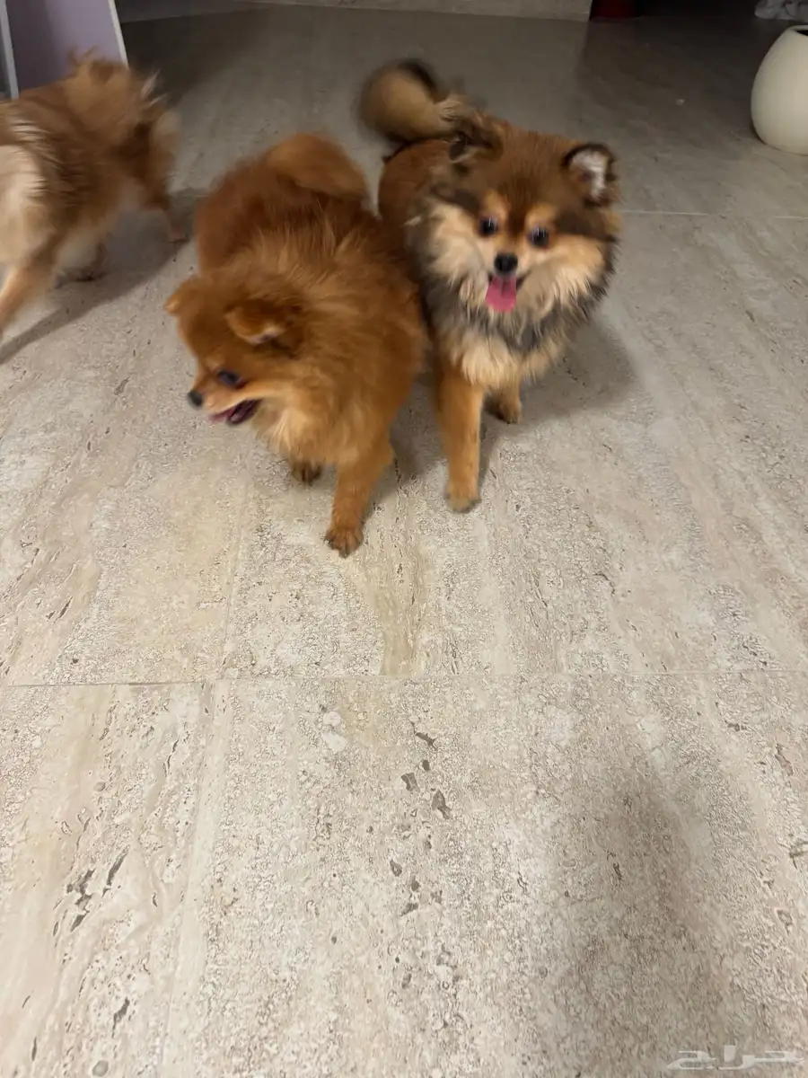 بومرينيان Pomeranian index