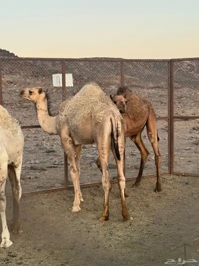 قعود للبيع 0