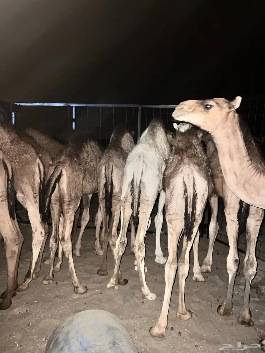 قعدان حشو حيران على الحليب برية شحم ولحم للبيع 1