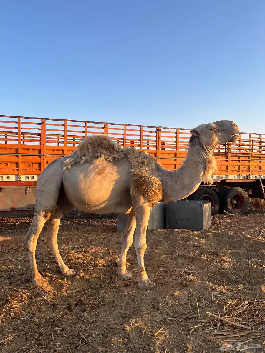 نياق ابل وضح ذود للبيع 5