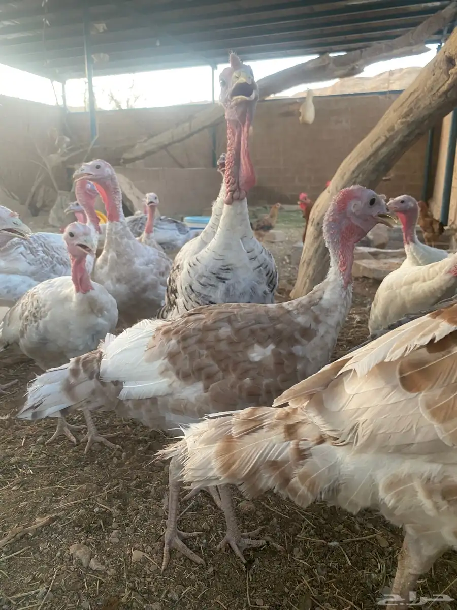 دجاج رومي احجام جامبو 1