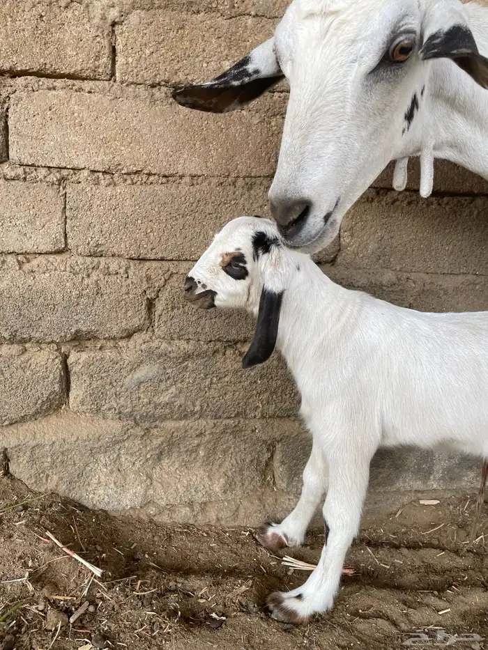 عنز بيشيه فاخره 2