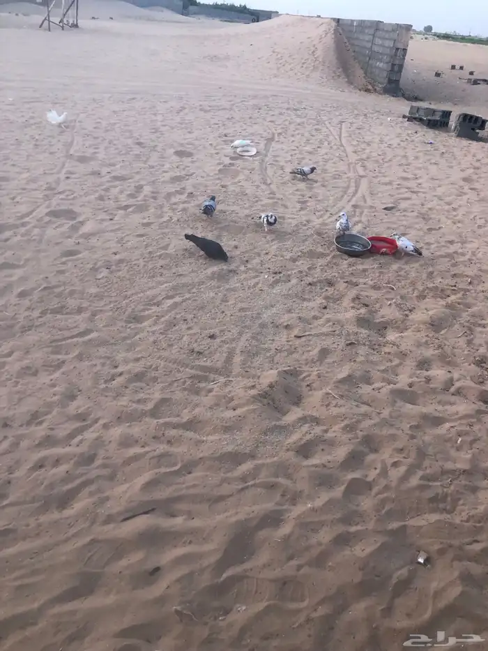 حمام انوع سوداني وا بكستني وا رقاص وسلفر وكله منتك وا متزوا 8