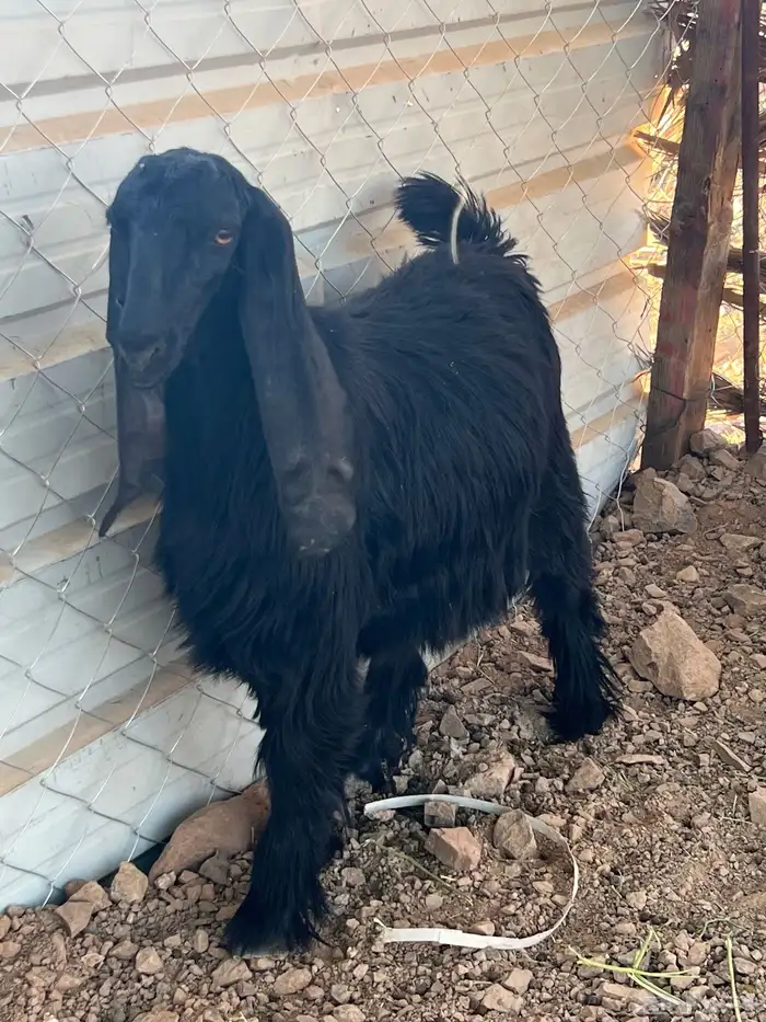 جفره طيبه 0