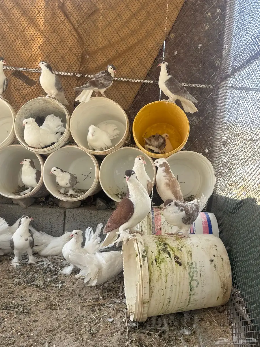 حمام رقاص14 ازواج وحمام شرازي 13 مشروط كامل 1