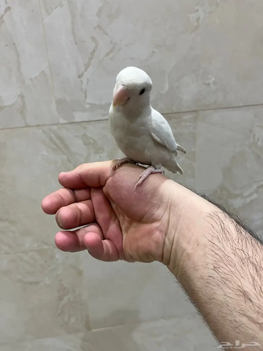 روز البينو عيون حمرا أليف مايعرف العض 2