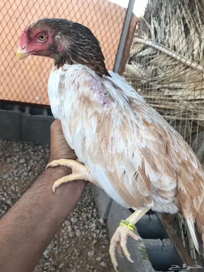 جوز ميوالي فاخر 3
