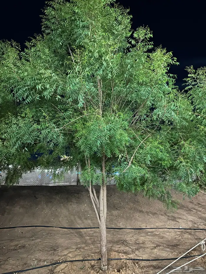 شجر نيم للبيع 2
