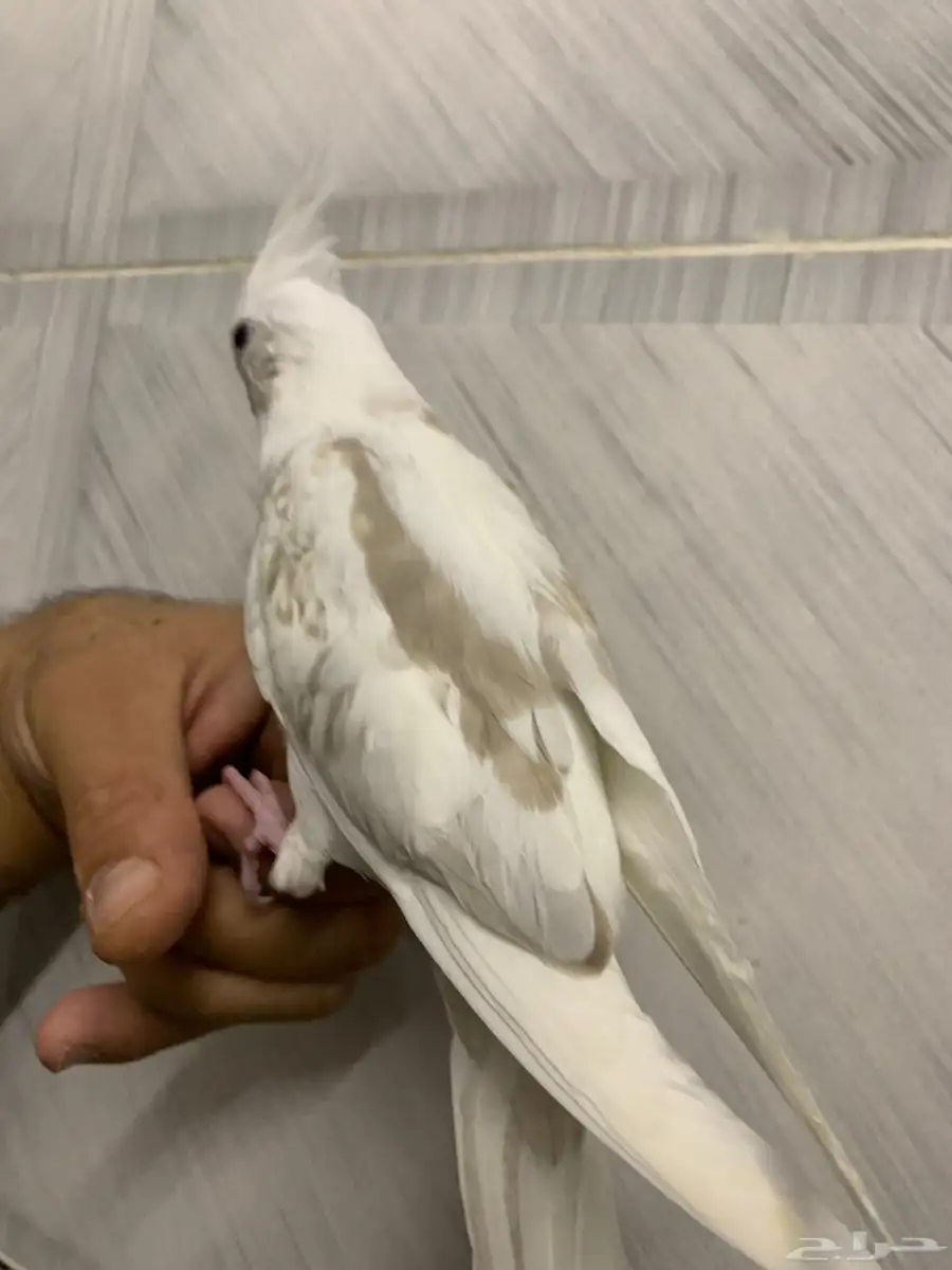 فروخ كروان وروز الليفه هدد ونهاية غر 5
