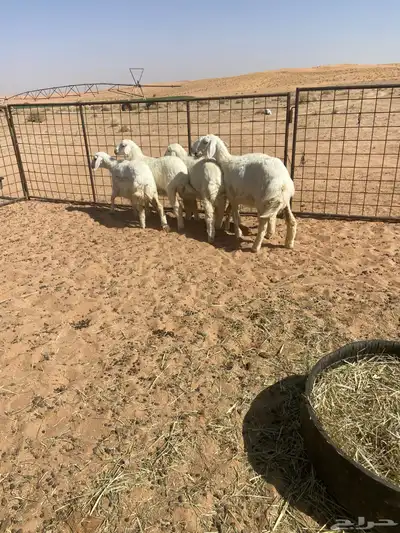 رخال حريه ( تم البيع ) 10