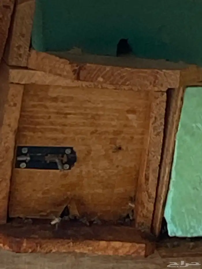 نحل بلدي للبيع العدد 12 صندوق 1