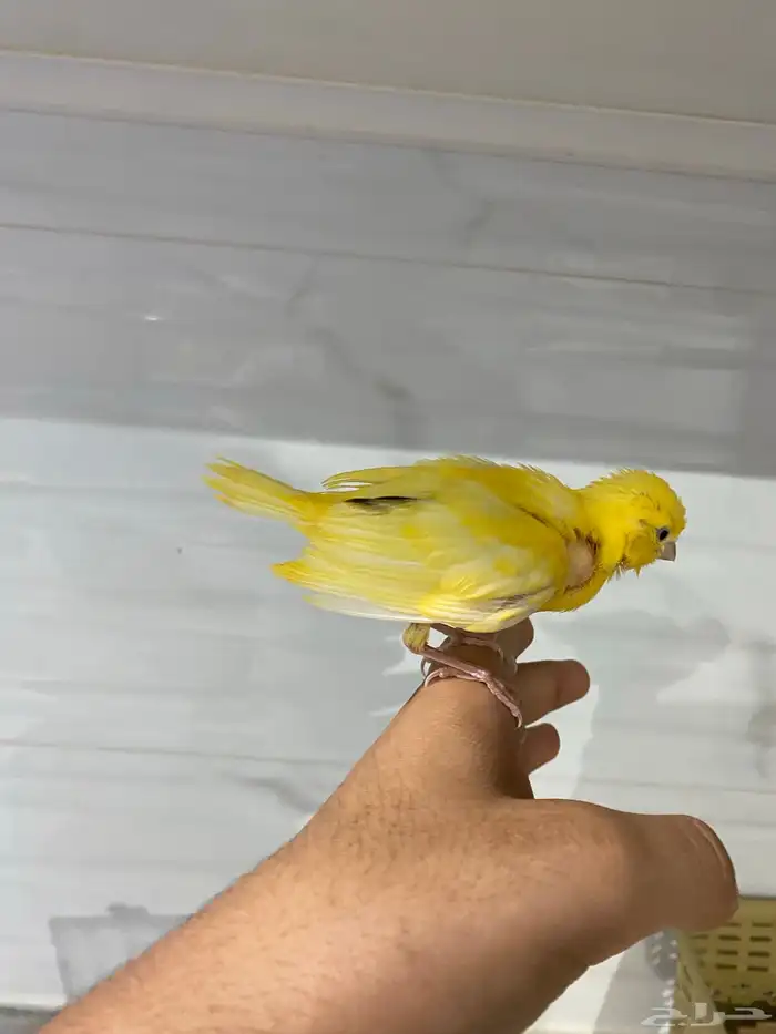 فرخ كناري و اليف و هدد تخلي و اقبل البدل تم البيع 1