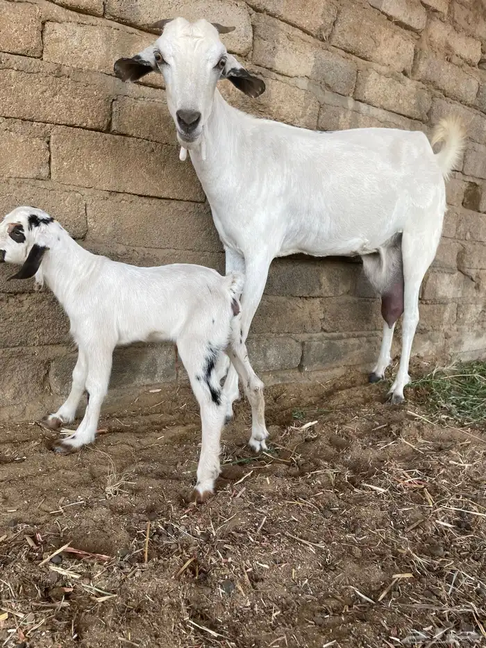 عنز بيشيه فاخره 3