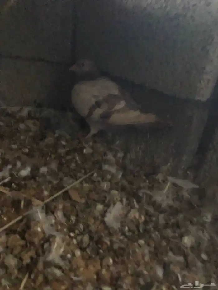 حمام انوع سوداني وا بكستني وا رقاص وسلفر وكله منتك وا متزوا 2
