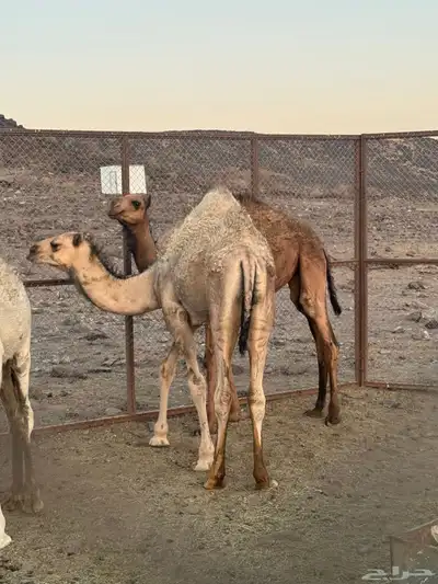قعود للبيع 1