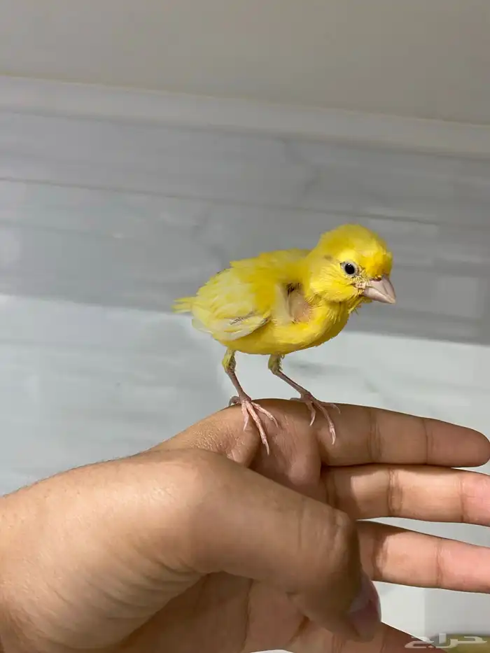 فرخ كناري و اليف و هدد تخلي و اقبل البدل تم البيع 2