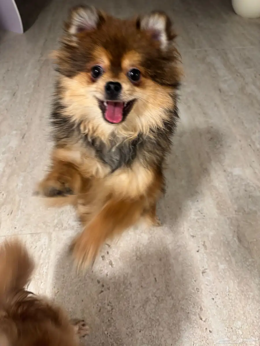 بومرينيان Pomeranian index